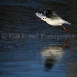 Gull 3885