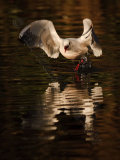 Gull 4070
