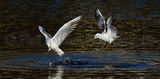 Gulls 9999