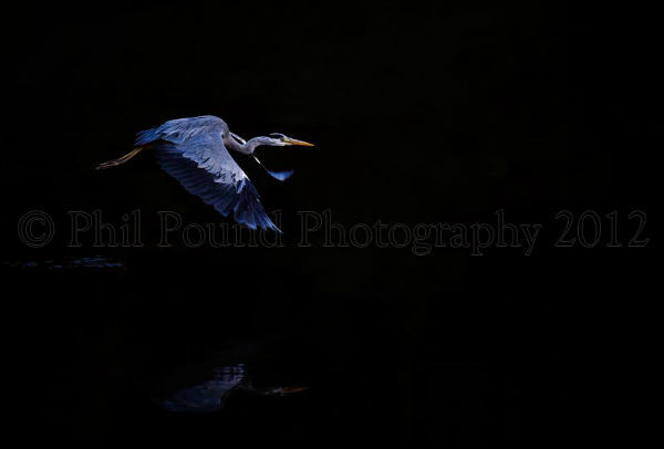 Heron 4411