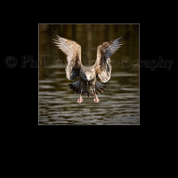 Herring Gull 9839