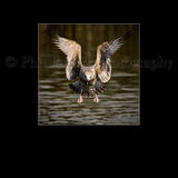 Herring Gull 9839