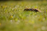 Hare 0019