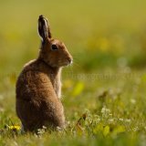 Hare 0124
