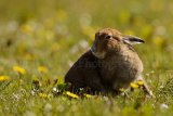 Hare 0148