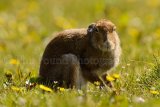 Hare 0184