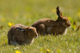 Hare 0210
