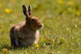 Hare 0296