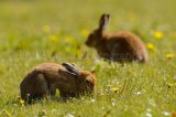 Hare 0331