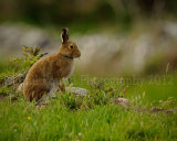 Hare 4220
