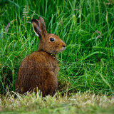 Hare 8588