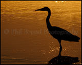 Heron 2597