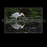 Heron 3401