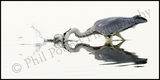 Heron 3435