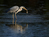 Heron 7772