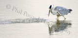 Heron 8509