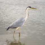 Heron 8612