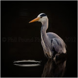 Heron 9484