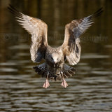 Herring Gull 9839
