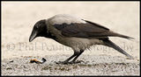 Hooded Crow 5711