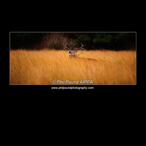 Winner Best Single Image, IPPA Wildlife Category 2014.