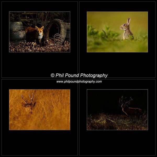 Winner IPPA Wildlife Portfolio 2014