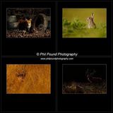 Winner IPPA Wildlife Portfolio 2014