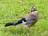 Jay 6053