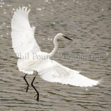 Little Egret 7548
