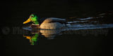 Mallard 4706