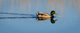 Mallard 8427