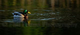 Mallard 8493