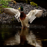 Mallard 8912