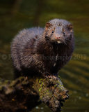 Mink 0312