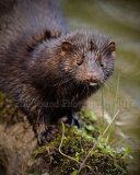 Mink 0320