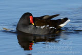 Moorhen 3289