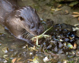 Otter 0189