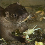 Young Otter 0310