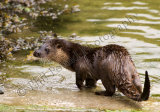 Otter 3004