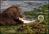 Otter 4687
