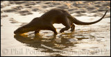 Otter 4757