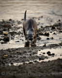 Otter 5011