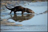 Otter 5032