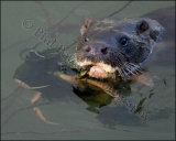 Otter 8622