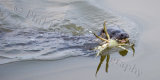 Otter and Crab 0244