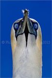 Winner, IPPA, Wildlife, Best Single Image 2013