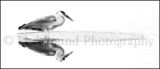 Heron 8077