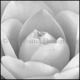 Camellia