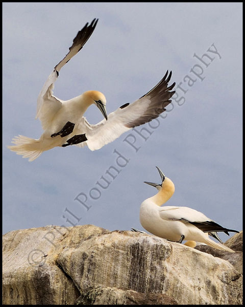 Gannets, Saltee Islands.