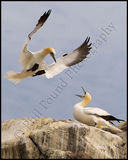 Gannets, Saltee Islands.